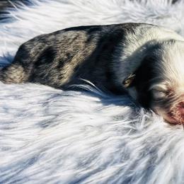 Willow - Blue merle female Miniature Australian Shepherd puppy in Louisville, Mississippi from Kristy’s Kennels