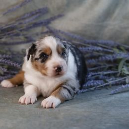 BMM1 - Blue merle male Australian Shepherd puppy in Warm Springs, Georgia from Out West Aussies