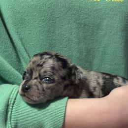 Cookie - Merle female Chihuahua puppy in Beckemeyer, Illinois from Guardian’s of the Chihuahuas