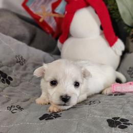 Paige (pink collar)-OFA and CHIC parents - White female Coton de Tulear puppy in Westfield, North Carolina from Legacy Pets