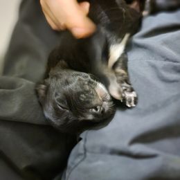 Australian Shepherd Puppies from Summit Australian Shepherds