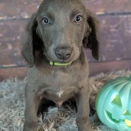 Rusty - male Long Haired Weimaraner puppy in Evart, Michigan from Drehbar Weimaraners