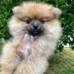 Faith - Orange sable female Pomeranian puppy in Los Angeles, California from Furever Blessed 🤍🐾🖤