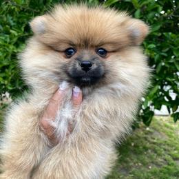 Faith - Orange sable female Pomeranian puppy in Los Angeles, California from Furever Blessed 🤍🐾🖤