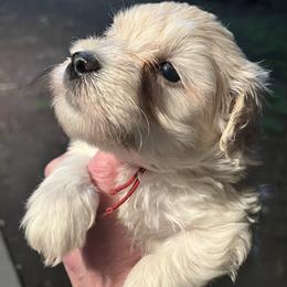 Stevie (red collar) - White male Miniature Schnauzer puppy in Port Orchard, Washington from Silver Bells Miniature Schnauzers