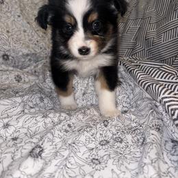 Toy Australian Shepherd Puppies from Carlsbad Toy Aussies