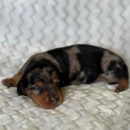 Knight - Dapple male Dachshund puppy in Queen Creek, Arizona from Jolly Rogers Dachshunds