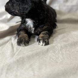 Cockapoo and Goldendoodle Puppies from Jax Doodles