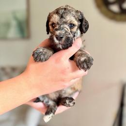 Larry - Sable male Goldendoodle puppy in Twin Falls, Idaho from Burrow & Bone