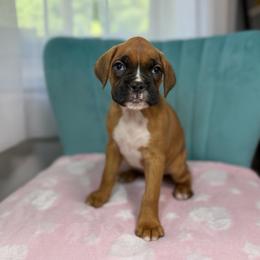 Girl 2 - Fawn female Boxer puppy in Prestonsburg, Kentucky from Bre’s Boxers