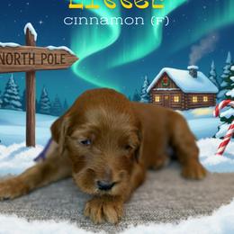 Cinnamon - Apricot female Goldendoodle puppy in Houston, Texas from Golden Life Doodles