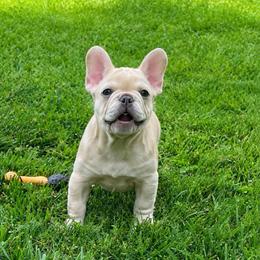 Harrison - Cream male French Bulldog puppy in Fillmore, Illinois from Wind Hill Puppies