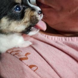 Pembroke Welsh Corgi Puppies from Shelly Bean Corgis