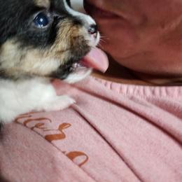 Pembroke Welsh Corgi Puppies from Shelly Bean Corgis