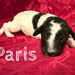 Paris - Parti female Poodle puppy in Port Orange, Florida from Daytona’s Standard Poodles