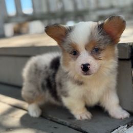 Diesel (fluffy) - Blue merle and white male American Corgi puppy in East Oakdale, California from Rhettro Kennels