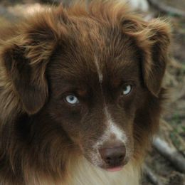 Red Steele - Miniature Australian Shepherd