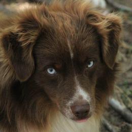 Red Steele - Miniature Australian Shepherd