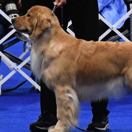 Golden Retrievers from Suntory Goldens