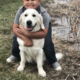 Golden Retriever All Grown Up from Pheasant Run Goldens