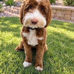 Hazel - Goldendoodle