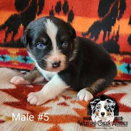 Boy 5 - Black tri-color male Australian Shepherd puppy in Harpers Ferry, Iowa from Wexford Creek Aussies, LLC