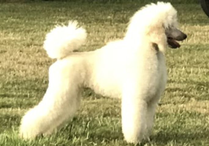 Brienwood store standard poodles