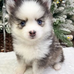 Weston - Black and white male Pomsky puppy in Sheffield, Iowa from Clover Ridge Pomskies