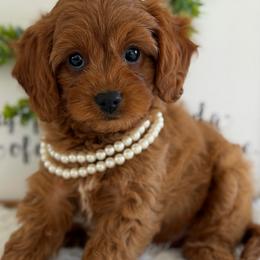 Duchess - Red female Cavapoo puppy in Lagrange, Indiana from Heavn Sent Acres