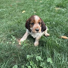 Jessie - Liver white and tan female English Springer Spaniel puppy in Coeur D'alene, Idaho from Springer Hollow