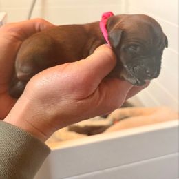 Boy 8 - Wheaten male Soft Coated Wheaten Terrier puppy in Fowler, Ohio from Warzalas wheatens