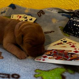 Queen - Yellow female Labrador Retriever puppy in Melrose, New Mexico from ECMO Farm Dalmatians & Labrador Retrievers