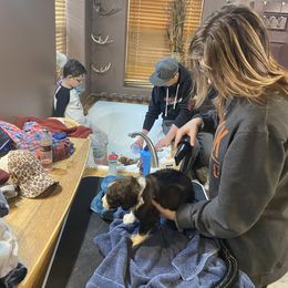 Bernedoodle and Bernese Mountain Dog Puppies from Mountain Top Bernedoodles