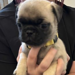 Pug All Grown Up from Delta pug puppies