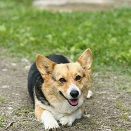 Mocca - Pembroke Welsh Corgi