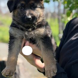 Fortis - Black and red female German Shepherd puppy in Medical Lake, Washington from Nine Realms German Shepherds