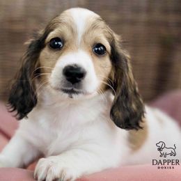 Dapper's Dancehall Darlings- Jive - Piebald female Dachshund puppy in Zephyrhills, Florida from Dapper Doxies