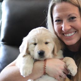 Golden Retriever Puppies from Golden Hour Golden Retrievers