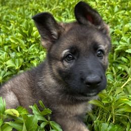 Turquoise collar - Sable female German Shepherd puppy in Westport, Massachusetts from Lori's German Shepherds