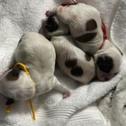 Green - White and tan female Mal-Shi puppy in Walterboro, South Carolina from Puddlejumpers