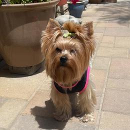 Joy - Yorkshire Terrier