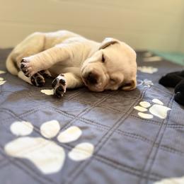 Labrador Retriever Puppies from Knotty Creek Labradors