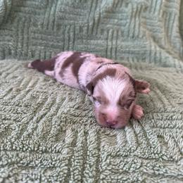Red Merle Male - Red merle male Australian Shepherd puppy in Morristown, Tennessee from Lakeway Farms