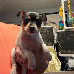 Pup A1 Girl - White black and tan female Toy Fox Terrier puppy in Clermont, Florida from Debbie Hiles's Toy Fox Terriers
