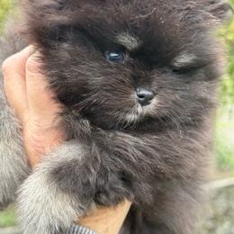 Boy 1 - Black and tan male Pomeranian puppy in Fort Jones, California from High Rocking Pom Poms