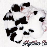 Japanese Chin Puppies from Mystike Japanese Chin