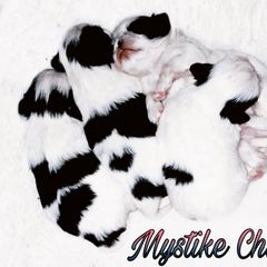 Japanese Chin Puppies from Mystike Japanese Chin