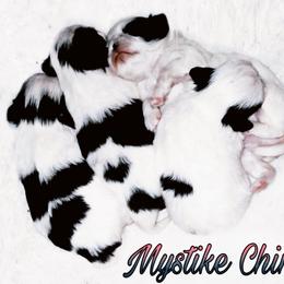 Japanese Chin Puppies from Mystike Japanese Chin