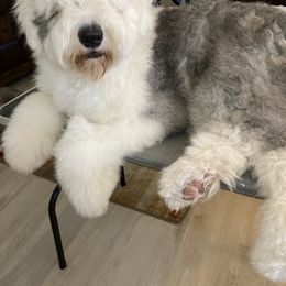 Old English Sheepdog All Grown Up from Signature’s  Old English Sheepdogs