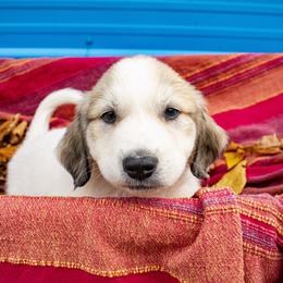 Great Pyrenees Puppies from Kathy Ann's Farm